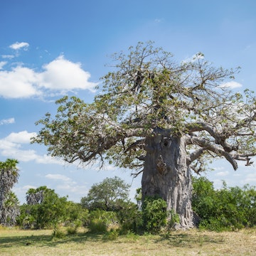 A large African Baobab tree (Adansonia digitata) in the dry savannah of Selous Game Reserve, Tanzania/East Africa.